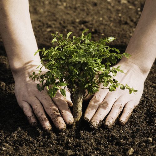 Arbor Day should be about growing trees, not just planting them | News, Sports, Jobs - Vimarsana News